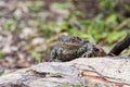 Close up shot of a large toad resting on a wooden trunk Royalty Free Stock Photo