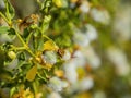 Close up shot of the Larrea tridentata blossom