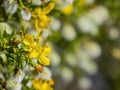 Close up shot of the Larrea tridentata blossom