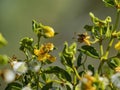 Close up shot of the Larrea tridentata blossom