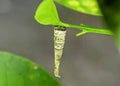 Close-up shot of a larval case of Psychidae moth