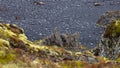 Close up shot of Lava rocks in black sand beach in Iceland