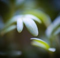 Close up shot of a leaf of a garden cress