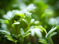 Close up shot of a leaf of a garden cress Royalty Free Stock Photo