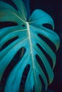 Monstera Deliciosa leaf close up Royalty Free Stock Photo