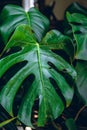 Monstera Deliciosa leaf close up Royalty Free Stock Photo