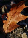 A close-up shot of a leaf resting on rocks