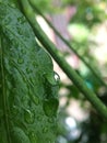 Close-up shot of leaf surface with water droplets remaining after rain, isolated against blurred background Royalty Free Stock Photo