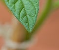 Close up shot of a leaf of a tomato plant Royalty Free Stock Photo