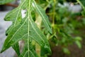 A close up shot of leaves of papaya tree. Plant is usually unbranched and has hollow stems and petioles. Leaves are palmately Royalty Free Stock Photo