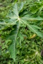 A close up shot of leaves of papaya tree. Plant is usually unbranched and has hollow stems and petioles. Leaves are palmately Royalty Free Stock Photo