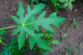 A close up shot of leaves of papaya tree. Plant is usually unbranched and has hollow stems and petioles. Leaves are palmately Royalty Free Stock Photo