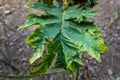 A close up shot of leaves of papaya tree. Plant is usually unbranched and has hollow stems and petioles. Leaves are palmately Royalty Free Stock Photo