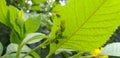 Close up shot of the leaves of a plant and two ladybugs. Royalty Free Stock Photo