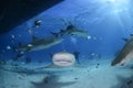 Close-up Shot of Lemon Shark Swimming in Clear Waters of Bahamas Royalty Free Stock Photo