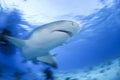 Close-up Shot of Lemon Shark Swimming in Clear Waters of Bahamas Royalty Free Stock Photo