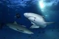 Close-up Shot of Lemon Shark Swimming in Clear Waters of Bahamas Royalty Free Stock Photo