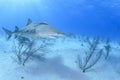 Close-up Shot of Lemon Shark Swimming in Clear Waters of Bahamas Royalty Free Stock Photo