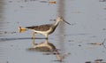 Close-up shot of a lesser Yellowleg walking on the muddy bank of a lake