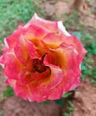 A close up shot of a light pink colored rose in full bloom in a Mysore based park