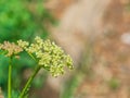 Close up shot of the Ligusticum porteri Royalty Free Stock Photo