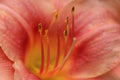 Lily fower pollen and stamen Royalty Free Stock Photo