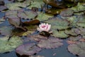 A close up shot of a Lilypad in a lake in the New Forrest, UK