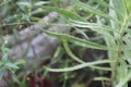 Close-up shot of linear, slender, long, narrow leaves