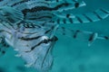 Close up Shot of Lionfish`s Face Underwater