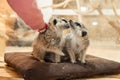 Close up shot of little girl petting a meerkat