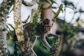 Close up shot of little monkey hanging on tree in monkey forest Royalty Free Stock Photo