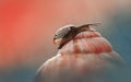 Little slug on the shell