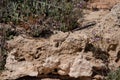 Close-up shot of a lizard on a rocky and dusty ground