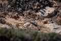 Close-up shot of a lizard on a rocky and dusty ground