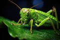 close-up shot of a locust eating a leaf