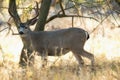 Close-up shot of a lonely deer under a leafless tree