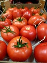 Close-up shot of a lot of ripe fresh tomatoes in a wooden box for sale at a farmer`s market and in an organic store. Healthy food Royalty Free Stock Photo