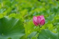 Close up shot of lotus blossom Royalty Free Stock Photo