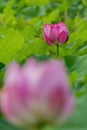 Close up shot of lotus blossom Royalty Free Stock Photo