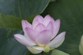 Close up shot of a lotus flower in aquatic environment Royalty Free Stock Photo