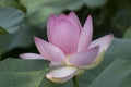 Close up shot of a lotus flower in aquatic environment Royalty Free Stock Photo
