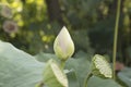 Close up shot of a lotus flower in aquatic environment Royalty Free Stock Photo