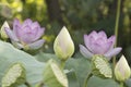 Close up shot of a lotus flower in aquatic environment Royalty Free Stock Photo