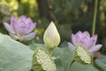 Close up shot of a lotus flower in aquatic environment Royalty Free Stock Photo