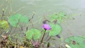 A close up shot of a lotus in narural pool