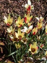 Close-up shot of the lovely bi-coloured pale yellow flowers delicately flamed rose-red of the lady tulip Tulipa clusiana Royalty Free Stock Photo