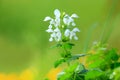 Close up shot of Lupin flowers Royalty Free Stock Photo