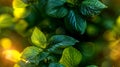 Vibrant Green Leaves with Golden Bokeh Background Royalty Free Stock Photo