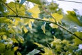 Close-up shot of lush green foliage of wet leaves on a vine after a rainfall