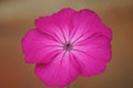 Close-up shot of Lychnis coronaria in flower